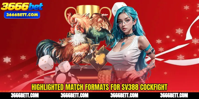 Highlighted match formats for SV388 cockfight
