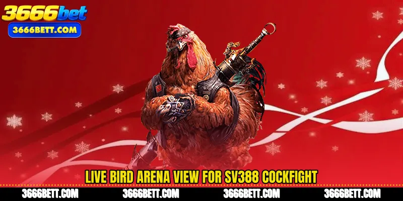 Live bird arena view for SV388 cockfight